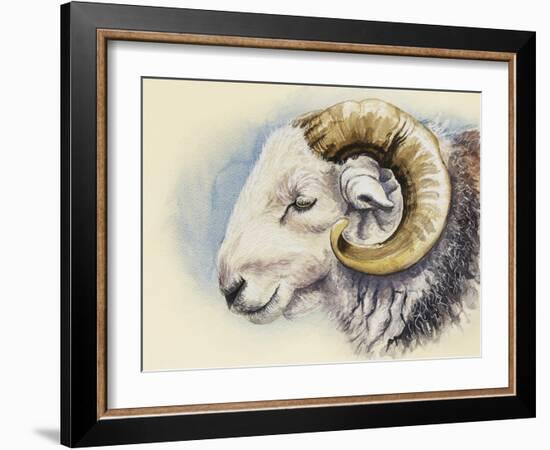 A Herdwick Ram, 2018 (Watercolour on Paper)-Alison Cooper-Framed Giclee Print