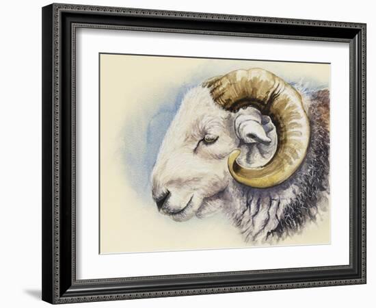 A Herdwick Ram, 2018 (Watercolour on Paper)-Alison Cooper-Framed Giclee Print