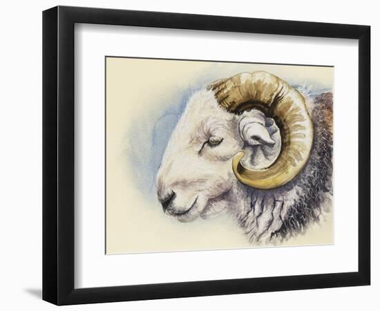 A Herdwick Ram, 2018 (Watercolour on Paper)-Alison Cooper-Framed Giclee Print