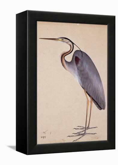 A Heron, C. 1820-null-Framed Premier Image Canvas