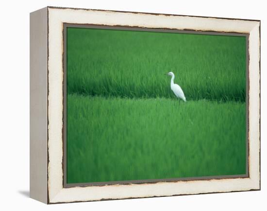 A Heron in a Rice Field, Ehime, Japan-null-Framed Premier Image Canvas