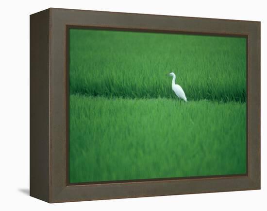 A Heron in a Rice Field, Ehime, Japan-null-Framed Premier Image Canvas