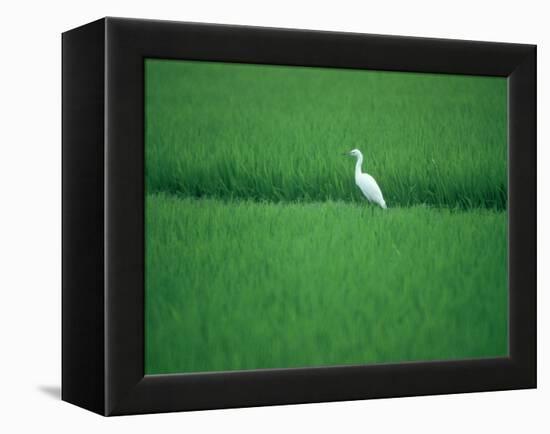 A Heron in a Rice Field, Ehime, Japan-null-Framed Premier Image Canvas