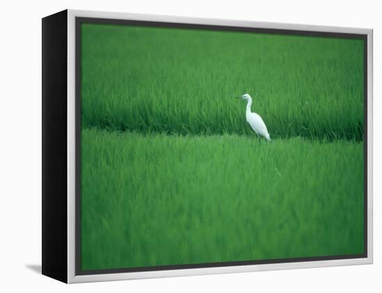 A Heron in a Rice Field, Ehime, Japan-null-Framed Premier Image Canvas