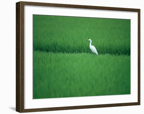 A Heron in a Rice Field, Ehime, Japan-null-Framed Photographic Print