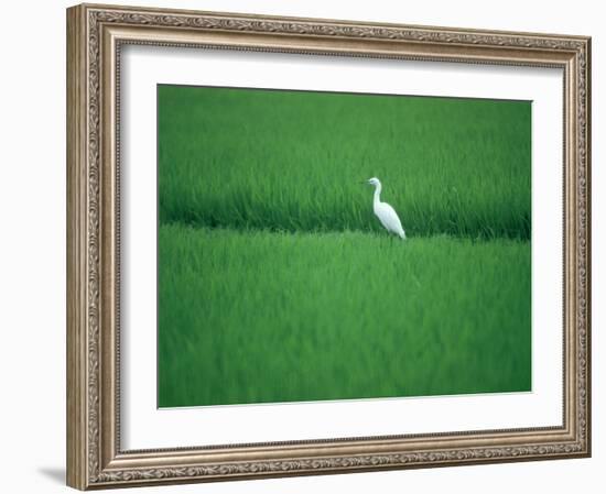 A Heron in a Rice Field, Ehime, Japan-null-Framed Photographic Print