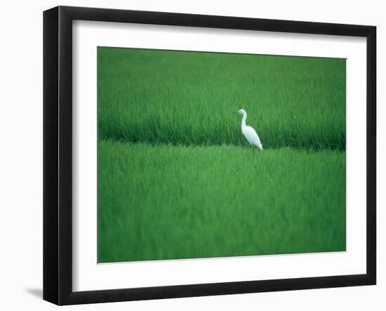 A Heron in a Rice Field, Ehime, Japan-null-Framed Photographic Print