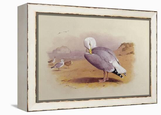 A Herring Gull on a Beach with the Bass Rock Beyond-Archibald Thorburn-Framed Premier Image Canvas