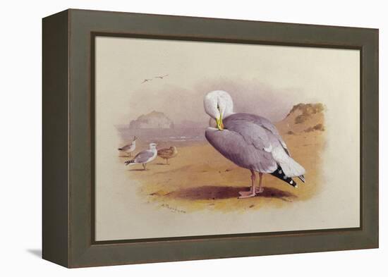 A Herring Gull on a Beach with the Bass Rock Beyond-Archibald Thorburn-Framed Premier Image Canvas