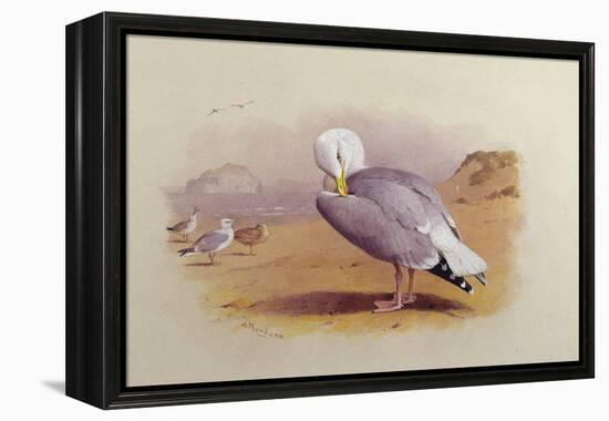 A Herring Gull on a Beach with the Bass Rock Beyond-Archibald Thorburn-Framed Premier Image Canvas