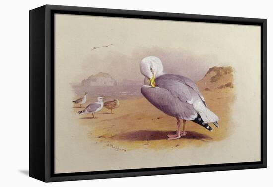 A Herring Gull on a Beach with the Bass Rock Beyond-Archibald Thorburn-Framed Premier Image Canvas