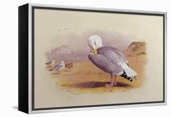 A Herring Gull on a Beach with the Bass Rock Beyond-Archibald Thorburn-Framed Premier Image Canvas