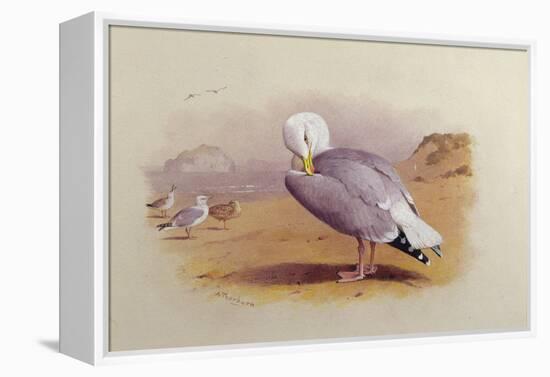 A Herring Gull on a Beach with the Bass Rock Beyond-Archibald Thorburn-Framed Premier Image Canvas