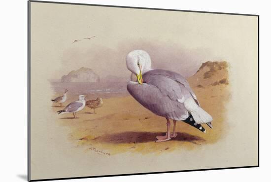 A Herring Gull on a Beach with the Bass Rock Beyond-Archibald Thorburn-Mounted Giclee Print