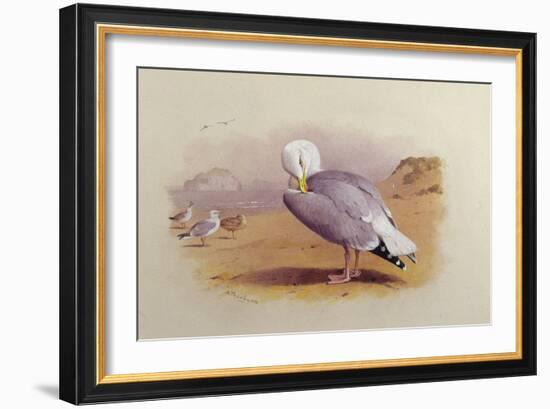 A Herring Gull on a Beach with the Bass Rock Beyond-Archibald Thorburn-Framed Giclee Print