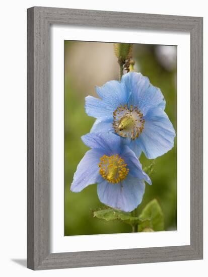 A Himalayan Blue Poppy-null-Framed Photographic Print