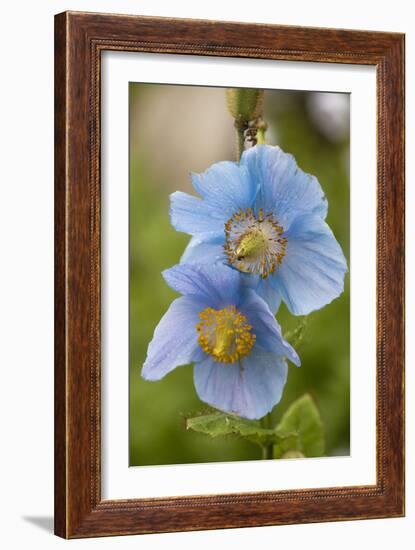 A Himalayan Blue Poppy-null-Framed Photographic Print