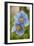 A Himalayan Blue Poppy-null-Framed Photographic Print