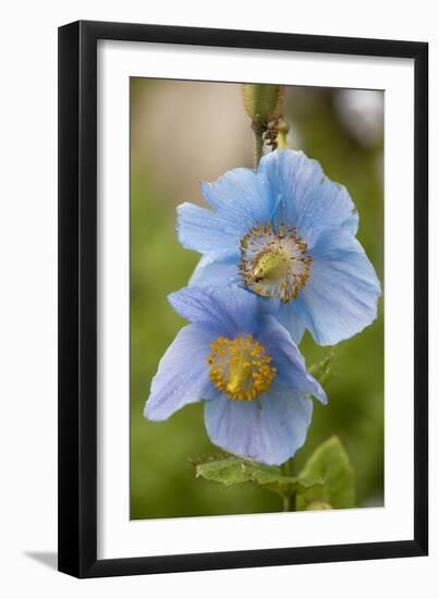 A Himalayan Blue Poppy-null-Framed Photographic Print