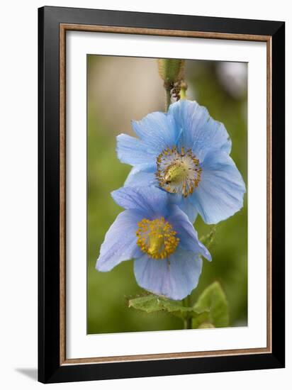 A Himalayan Blue Poppy-null-Framed Photographic Print