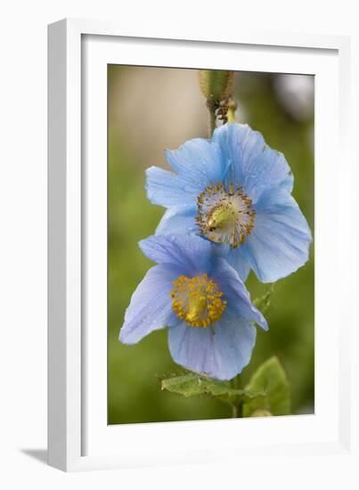 A Himalayan Blue Poppy-null-Framed Photographic Print