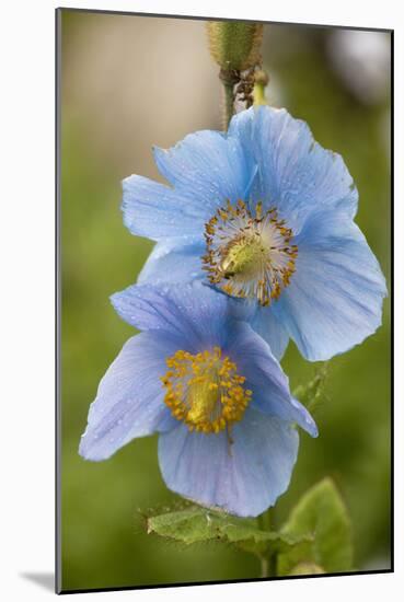 A Himalayan Blue Poppy-null-Mounted Photographic Print