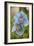 A Himalayan Blue Poppy-null-Framed Photographic Print