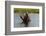 A hippopotamus in a mouth opening territorial display. Okavango Delta, Botswana.-Sergio Pitamitz-Framed Photographic Print