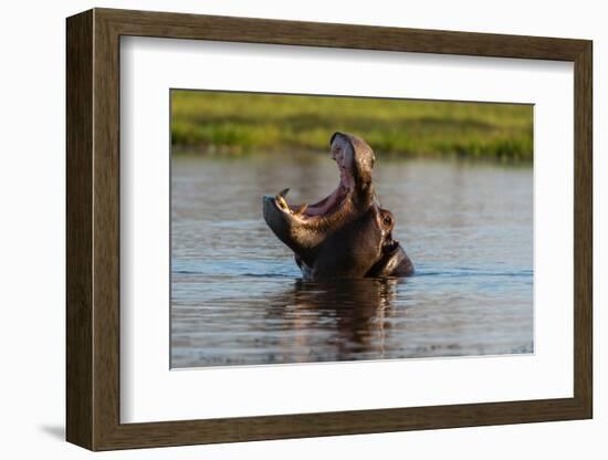 A hippopotamus in a mouth opening territorial display. Okavango Delta, Botswana.-Sergio Pitamitz-Framed Photographic Print