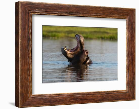 A hippopotamus in a mouth opening territorial display. Okavango Delta, Botswana.-Sergio Pitamitz-Framed Photographic Print