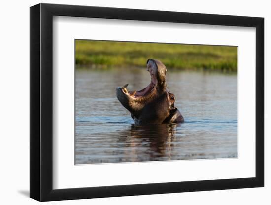 A hippopotamus in a mouth opening territorial display. Okavango Delta, Botswana.-Sergio Pitamitz-Framed Photographic Print