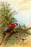 Parrot in a Tree Above Hummingbrds-A. Hochstein-Art Print