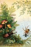 The Spider and the Staghorn Beetle-A. Hochstein-Art Print