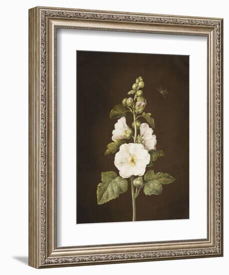 A Hollyhock-Barbara Regina Dietzsch-Framed Giclee Print