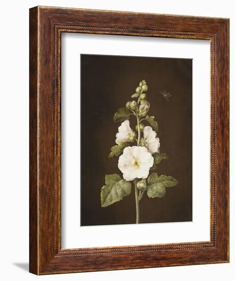 A Hollyhock-Barbara Regina Dietzsch-Framed Giclee Print