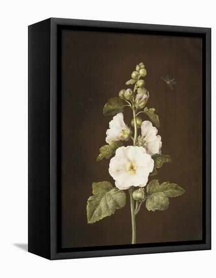 A Hollyhock-Barbara Regina Dietzsch-Framed Premier Image Canvas