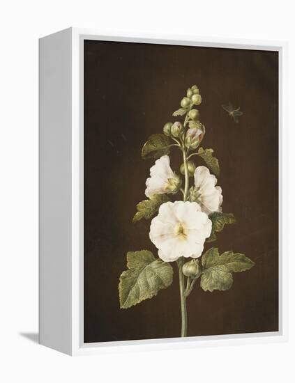 A Hollyhock-Barbara Regina Dietzsch-Framed Premier Image Canvas