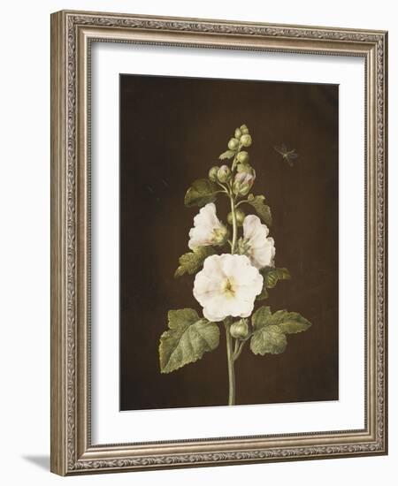 A Hollyhock-Barbara Regina Dietzsch-Framed Giclee Print