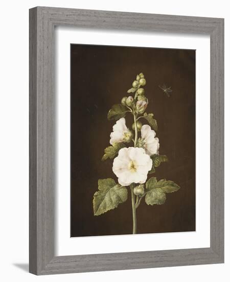 A Hollyhock-Barbara Regina Dietzsch-Framed Giclee Print