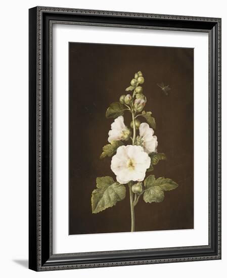 A Hollyhock-Barbara Regina Dietzsch-Framed Giclee Print