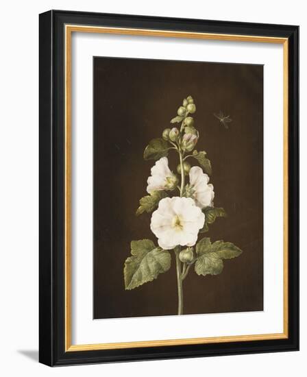 A Hollyhock-Barbara Regina Dietzsch-Framed Giclee Print