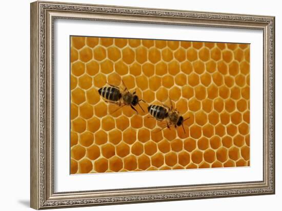 A Honeycomb Is a Mass of Hexagonal Wax Cells Built by Honey Bees in their Nests-Frank May-Framed Photo