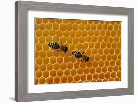 A Honeycomb Is a Mass of Hexagonal Wax Cells Built by Honey Bees in their Nests-Frank May-Framed Photo