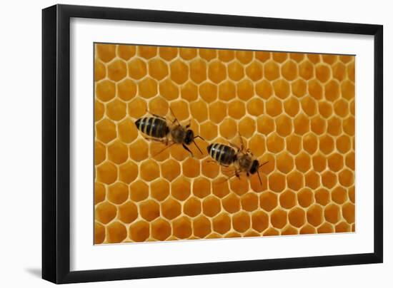 A Honeycomb Is a Mass of Hexagonal Wax Cells Built by Honey Bees in their Nests-Frank May-Framed Photo