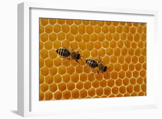 A Honeycomb Is a Mass of Hexagonal Wax Cells Built by Honey Bees in their Nests-Frank May-Framed Photo