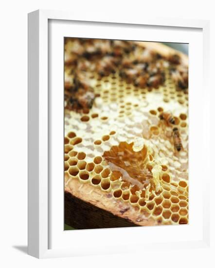 A Honeycomb with Bees-Matilda Lindeblad-Framed Photographic Print