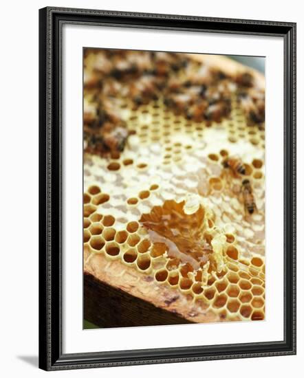 A Honeycomb with Bees-Matilda Lindeblad-Framed Photographic Print