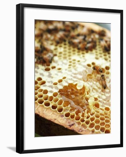 A Honeycomb with Bees-Matilda Lindeblad-Framed Photographic Print