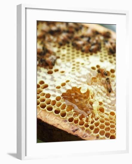 A Honeycomb with Bees-Matilda Lindeblad-Framed Photographic Print