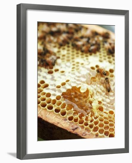 A Honeycomb with Bees-Matilda Lindeblad-Framed Photographic Print